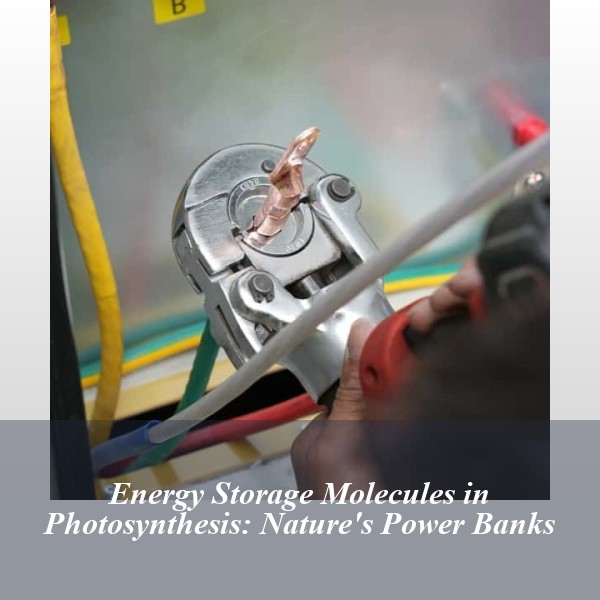 Energy Storage Molecules in Photosynthesis: Nature's Power Banks